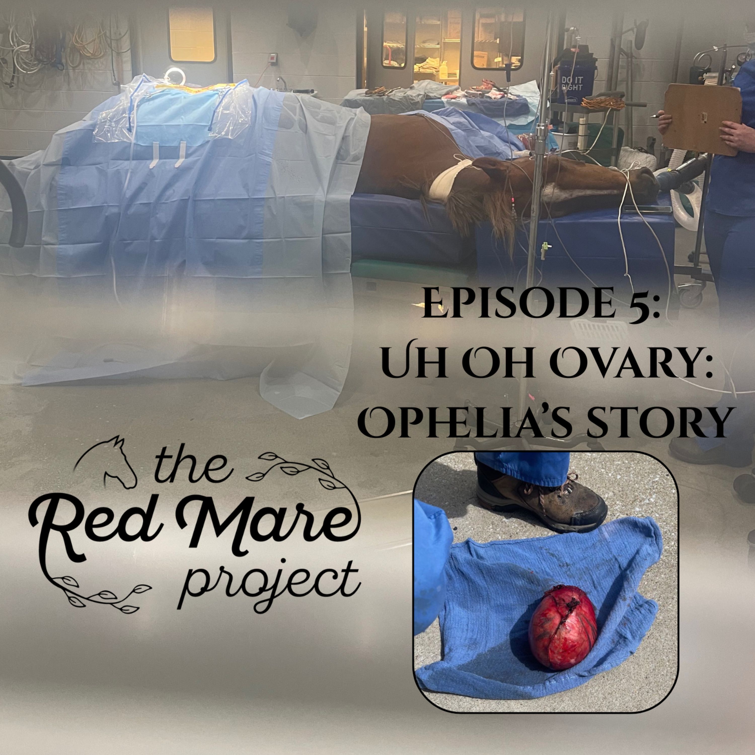 The Red Mare Project