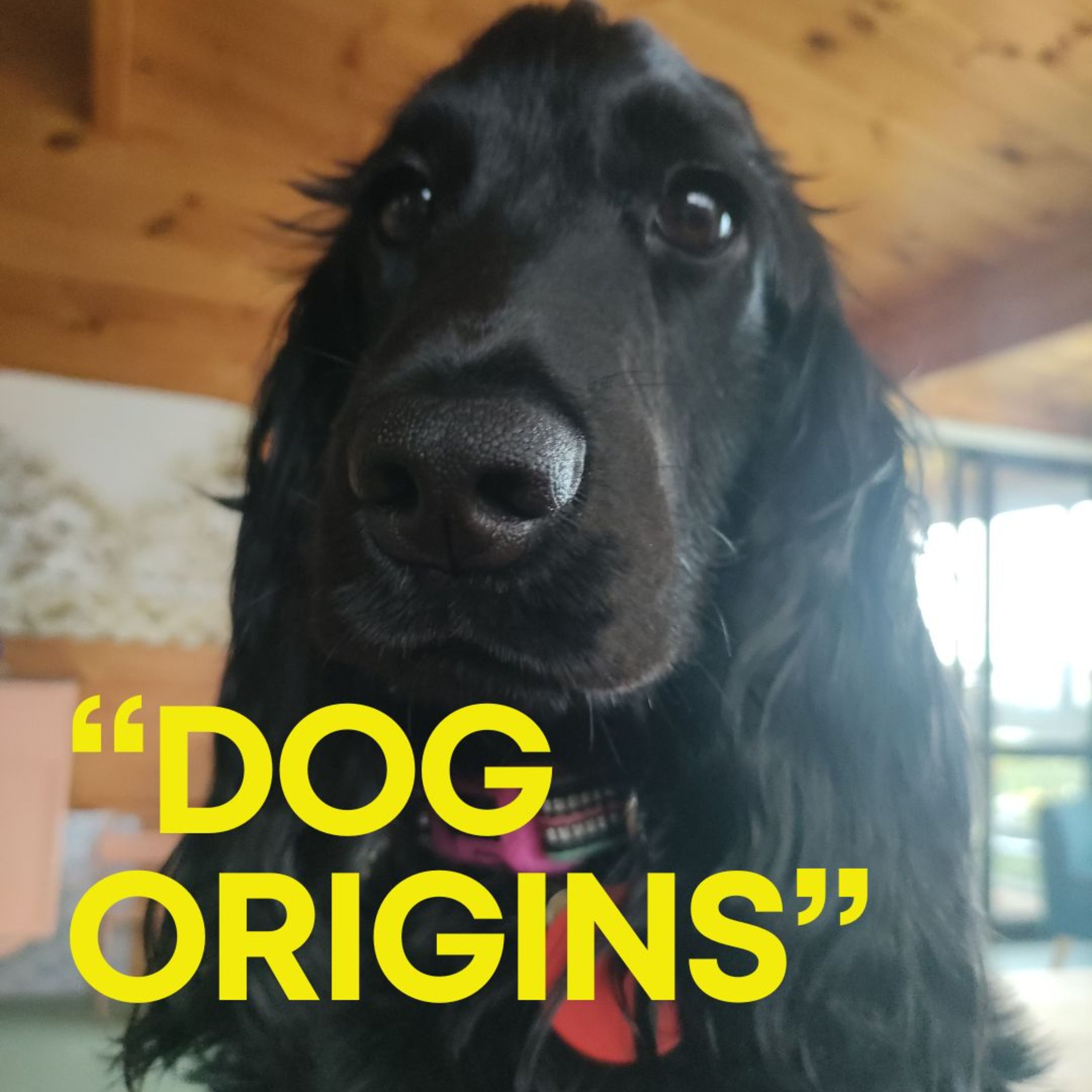 Dog Origins episode artwork